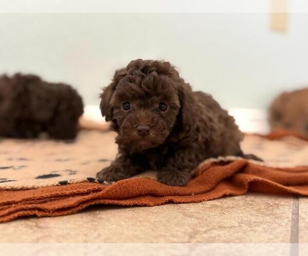 Medium Photo #3 Poodle (Toy) Puppy For Sale in TUCSON, AZ, USA