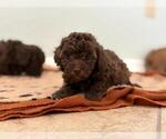 Small #2 Poodle (Toy)