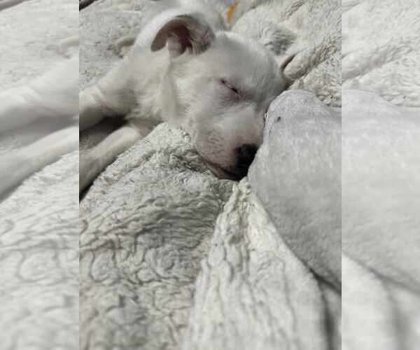 Medium Photo #20 Huskies -Unknown Mix Puppy For Sale in Holly Springs, NC, USA