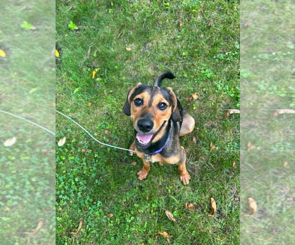 Medium Photo #3 Mutt Puppy For Sale in Springdale, PA, USA