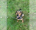 Small #2 Mutt