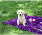 Image preview for Ad Listing. Nickname: Tori