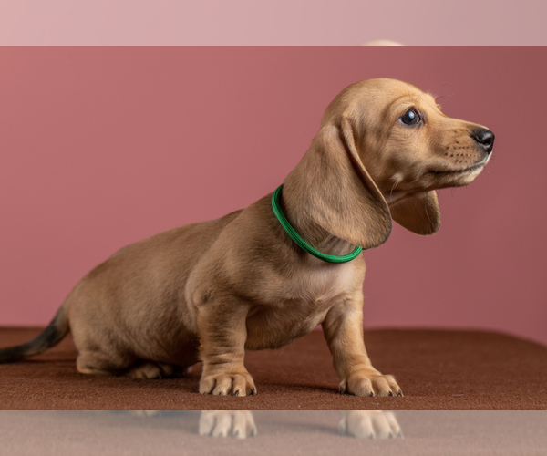 Medium Photo #1 Dachshund Puppy For Sale in CROWLEY, TX, USA
