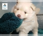 Small Photo #23 Pomeranian-Pomsky Mix Puppy For Sale in RAMSEY, MN, USA