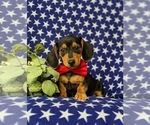 Small Photo #1 Dachshund Puppy For Sale in LEOLA, PA, USA