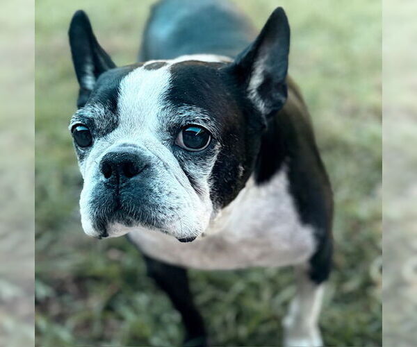 Medium Photo #2 Boston Terrier Puppy For Sale in Huntington Beach, CA, USA