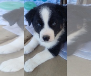Alaskan Husky-Border Collie Mix Dogs for adoption in GILBERT, AZ, USA