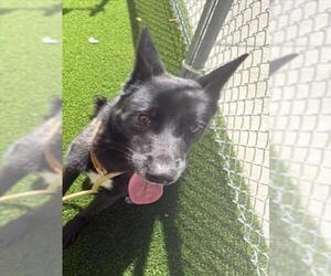 Shepradors Dogs for adoption in Texas City, TX, USA