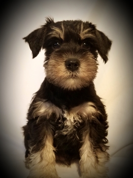 Medium Photo #1 Schnauzer (Miniature) Puppy For Sale in GRAND BLANC, MI, USA