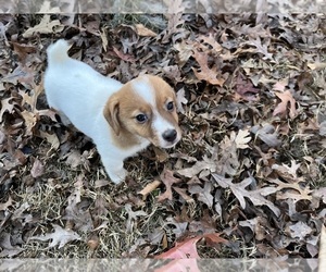 Jack Russell Terrier Puppy for Sale in STATESVILLE, North Carolina USA