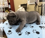 Small Photo #12 French Bulldog Puppy For Sale in TRENTON, TX, USA