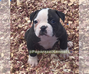 American Bulldog Puppy for sale in BATON ROUGE, LA, USA