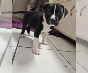 Labrador Retriever-Unknown Mix Dogs for adoption in Princeton, MN, USA