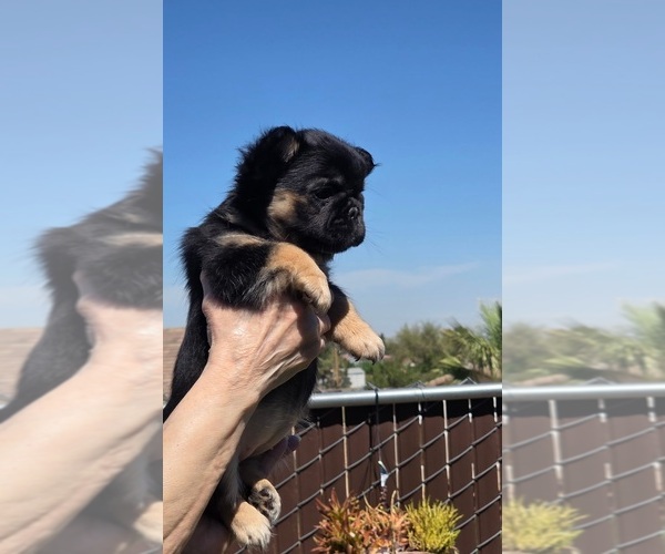 Medium Photo #9 French Bulldog Puppy For Sale in LOS ANGELES, CA, USA