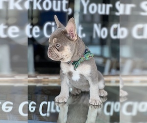 French Bulldog Puppy for sale in TRACY, CA, USA