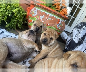Chinese Shar-Pei Puppy for Sale in FORT WORTH, Texas USA