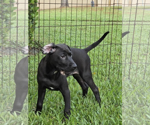 Medium Photo #3 Labrador Retriever-Unknown Mix Puppy For Sale in Sanford, FL, USA