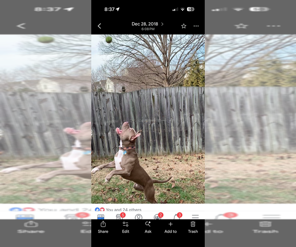 Medium Photo #9 American Bulldog Puppy For Sale in MACON, GA, USA