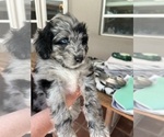 Small #5 Aussiedoodle
