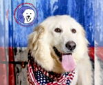 Small #2 Great Pyrenees