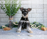 Small Photo #21 Schnauzer (Miniature) Puppy For Sale in BALTIC, OH, USA