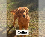 Small Photo #1 Goldendoodle Puppy For Sale in NEWTON, NC, USA