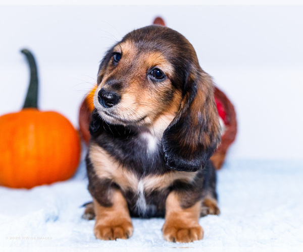 Medium Photo #7 Dachshund Puppy For Sale in WAKARUSA, IN, USA