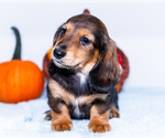 Small Photo #23 Dachshund Puppy For Sale in WAKARUSA, IN, USA