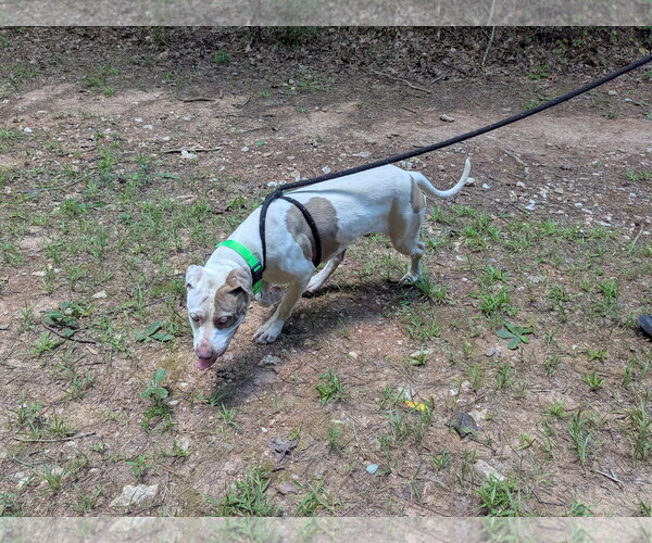 Medium Photo #3 Mutt Puppy For Sale in McCormick, SC, USA