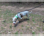 Small #2 Mutt