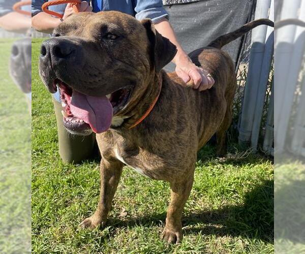 Medium Photo #1 Mutt Puppy For Sale in Camarillo, CA, USA