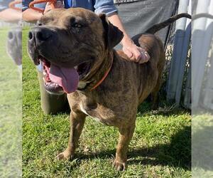 Mutt Dogs for adoption in Camarillo, CA, USA