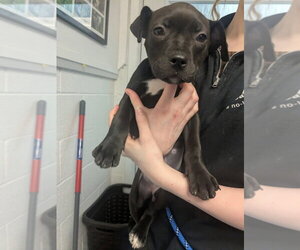 American Bulldog-Unknown Mix Dogs for adoption in Muskegon, MI, USA