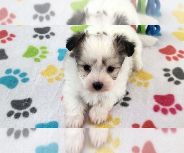 Medium Photo #12 Papitese Puppy For Sale in ORO VALLEY, AZ, USA