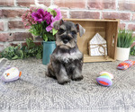 Small #1 Schnauzer (Miniature)