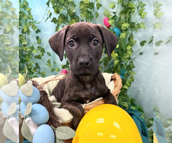 Medium Photo #2 Catahoula Leopard Dog-Labrador Retriever Mix Puppy For Sale in Bryant, AR, USA