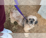 Small #2 Lhasa Apso