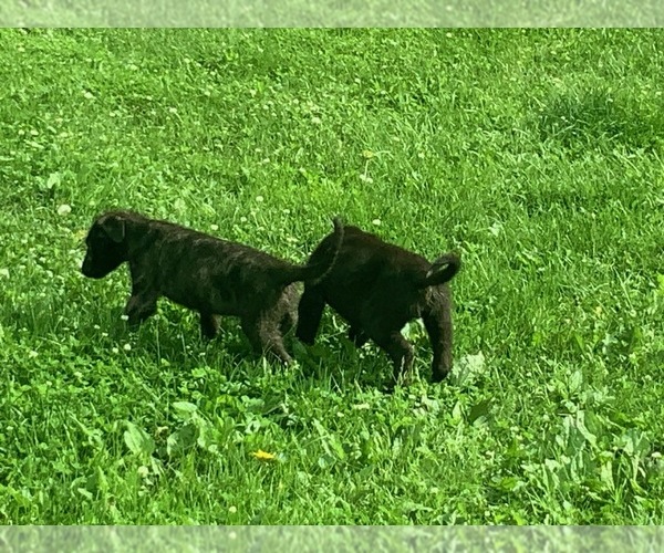 Medium Photo #4 Irish Wolfhound Puppy For Sale in BOUCKVILLE, NY, USA