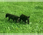 Small #3 Irish Wolfhound