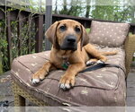 Small #3 Coonhound-Labrador Retriever Mix