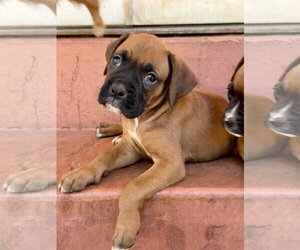 Boxer Dogs for adoption in Lake Elsinore, CA, USA