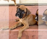 Small Boxer