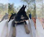 Small #1 German Shepherd Dog-Siberian Husky Mix