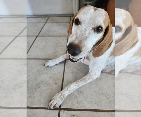 Medium Photo #2 Treeing Walker Coonhound Puppy For Sale in Tampa, FL, USA