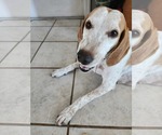 Small #1 Treeing Walker Coonhound