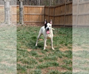 Parker - Louisiana Litter - Male Mutt Dog for Adoption - Photo #24