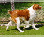 Small #3 Brittany