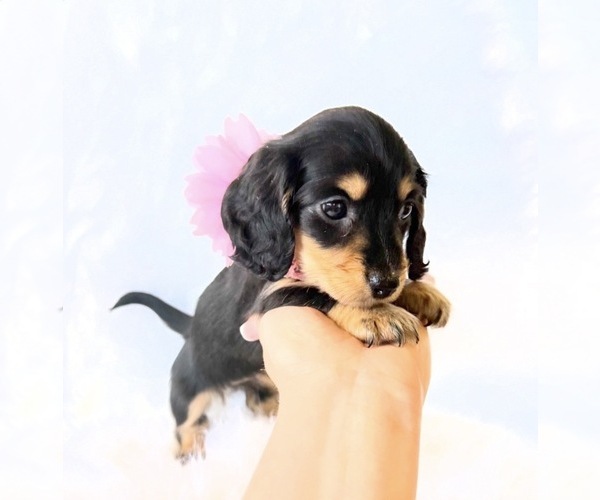 Medium Photo #9 Dachshund Puppy For Sale in DAVIS, CA, USA