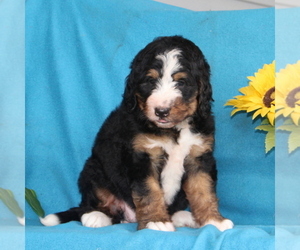 Bernedoodle Puppy for sale in PORT DEPOSIT, MD, USA