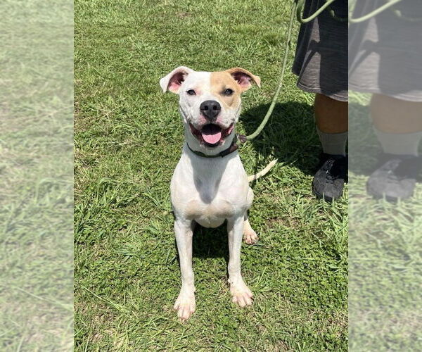 Medium Photo #1 Mutt Puppy For Sale in Abbeville, LA, USA